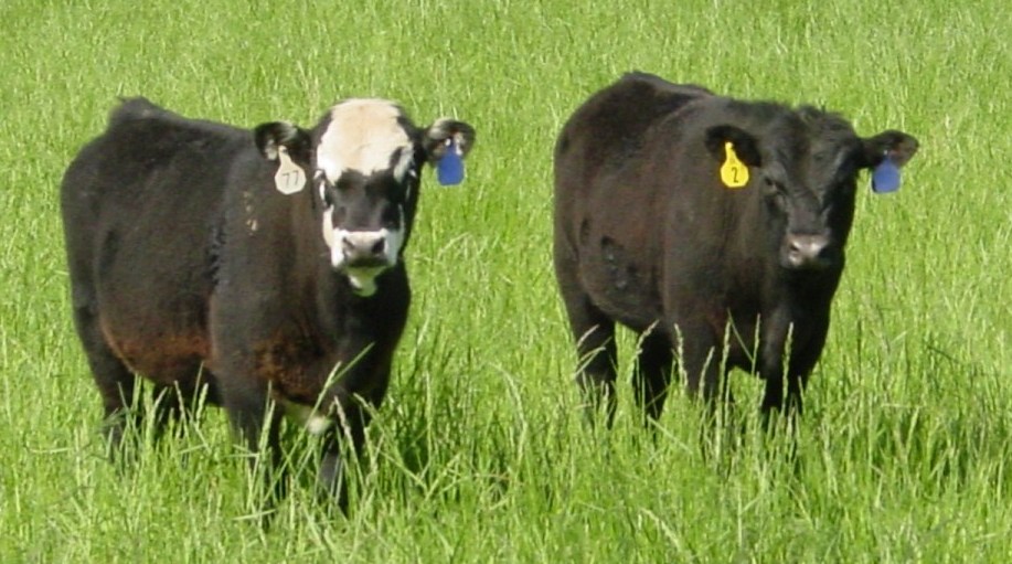 Pair of Beef Feeder Calves on Pasture