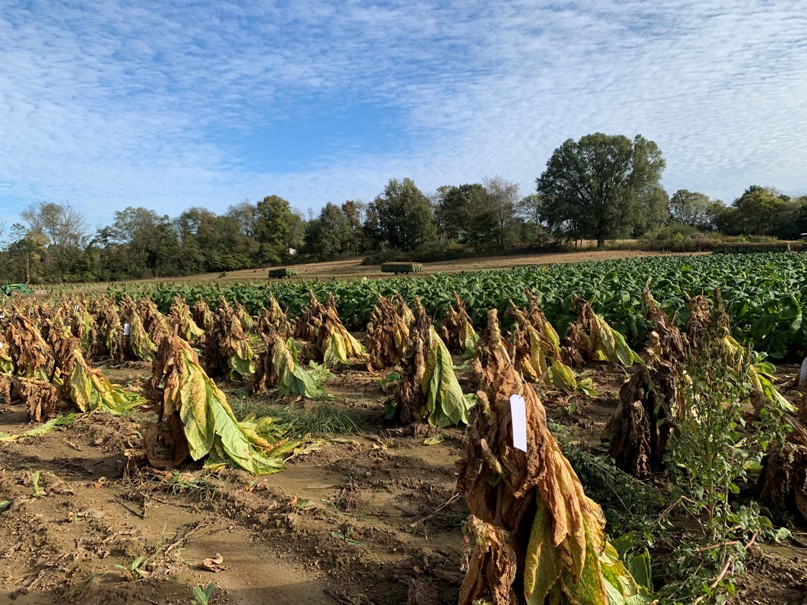 Stripped tobacco plants in field