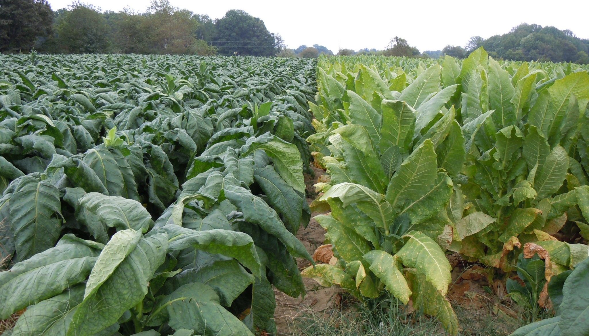 Tobacco crop on the University of Tennessee Highland Rim AgResearch and Education Center in Springfield Tennessee