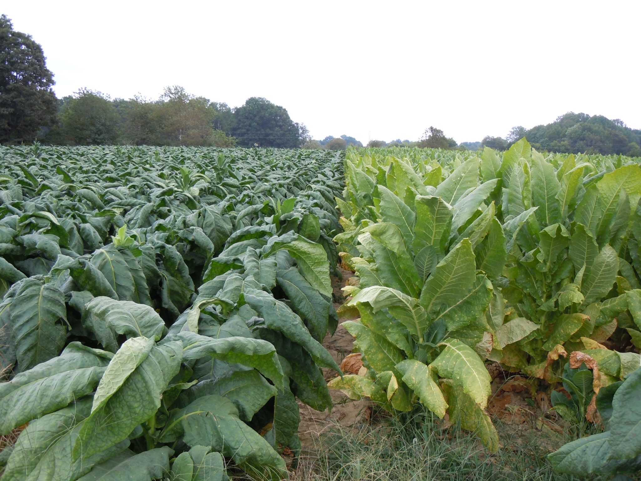 Tobacco crop on the University of Tennessee Highland Rim AgResearch and Education Center in Springfield Tennessee