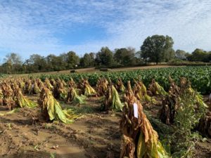 Tobacco harvesting on the Highland Rim AgResearch and Education Center in Springfield, Tennessee