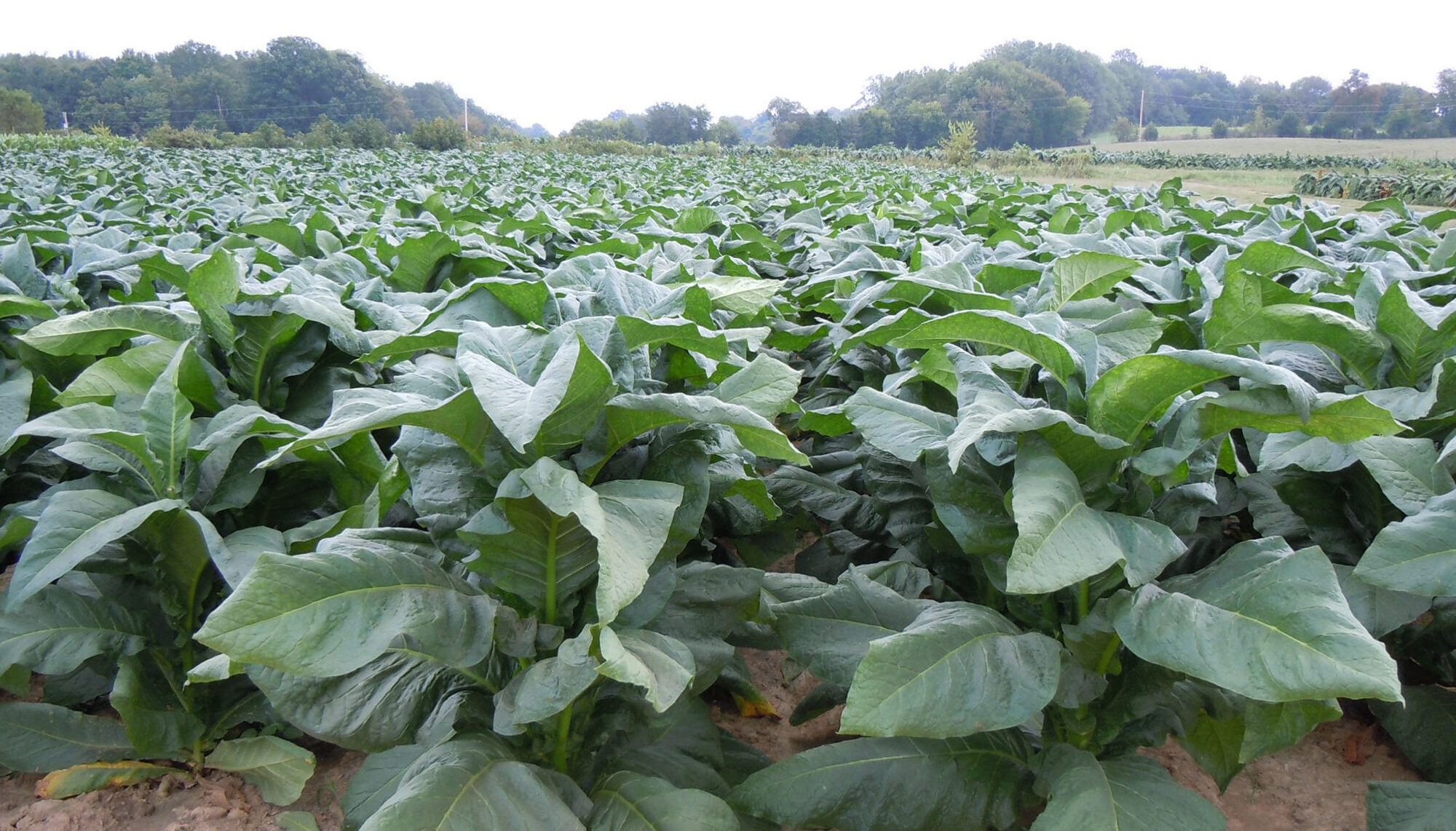 Dark tobacco plantings